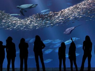 Monterey_Bay_Aquarium