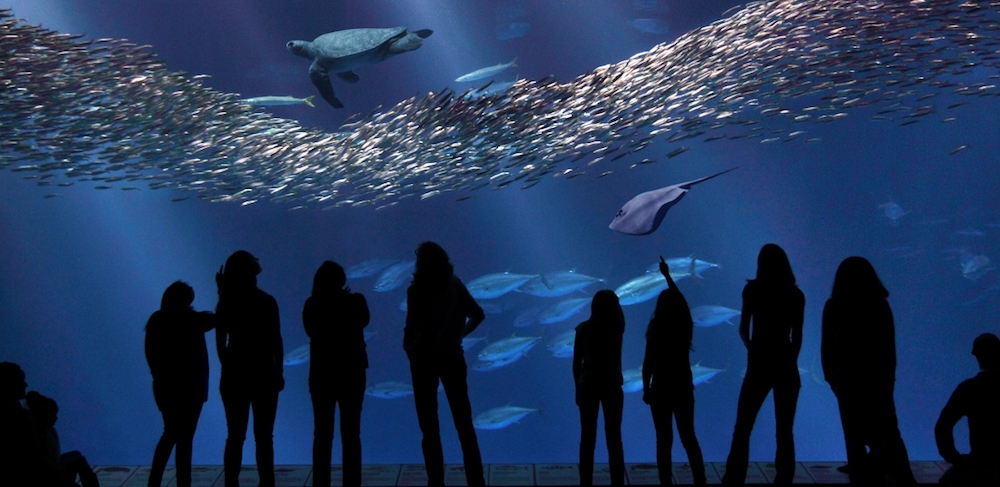 Monterey_Bay_Aquarium